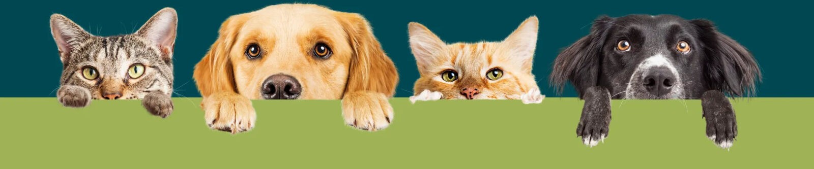 banner contato anpets 1920w