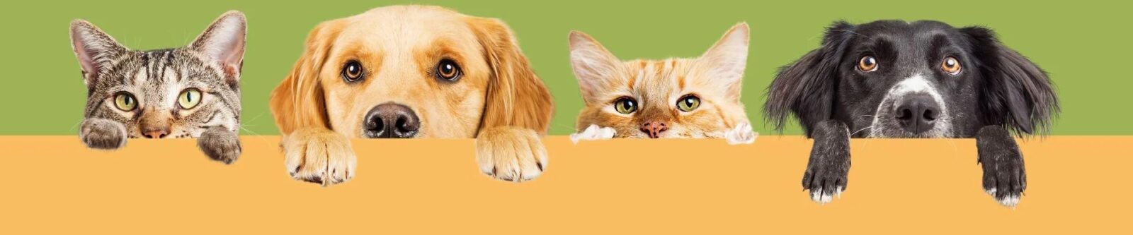 banner plano mensal anpets 1920w